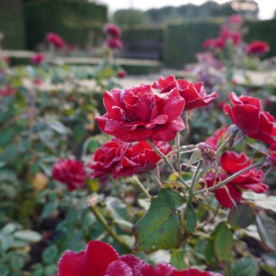 デンマーク旅行